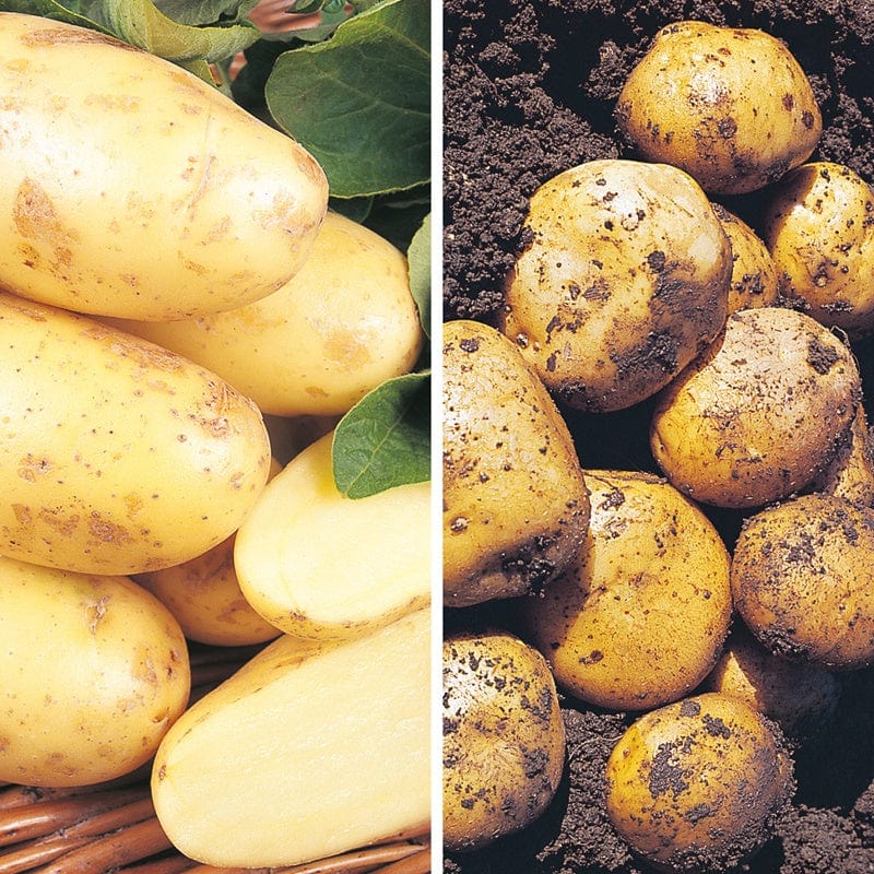 Second Cropping Potato Collection