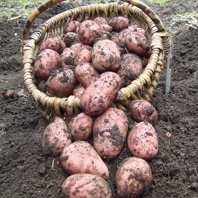 1kg (approx 8-14 tubers) Potato Rooster (Maincrop Albert Bartlett Seed Potato)