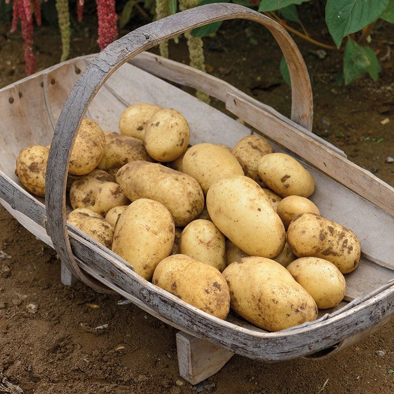 Potato Vivaldi AGM (Second Early Seed Potato)