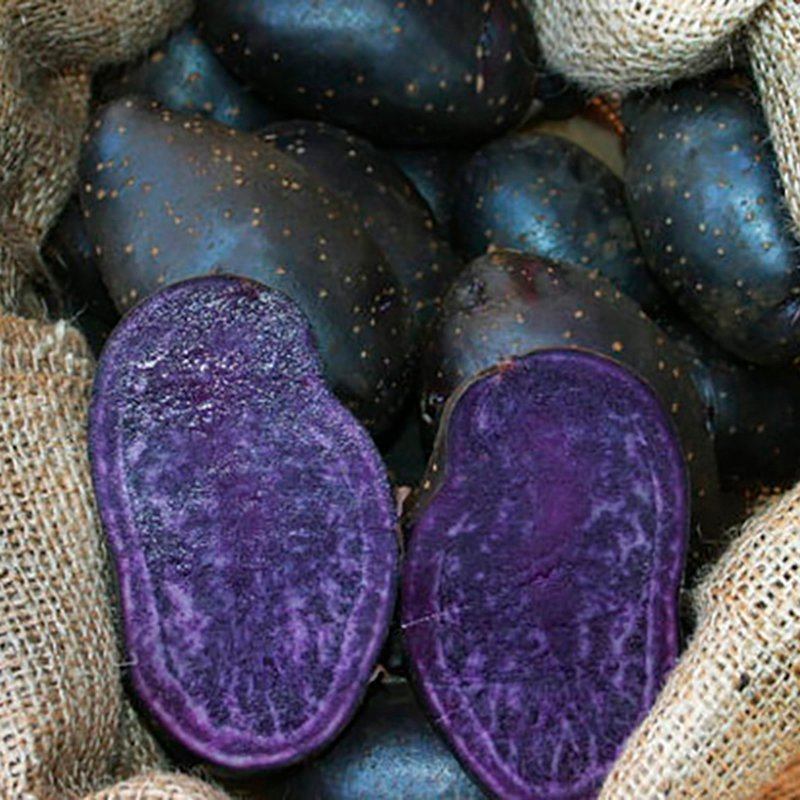 Potato Annelise Blue (Maincrop Seed Potatoes)