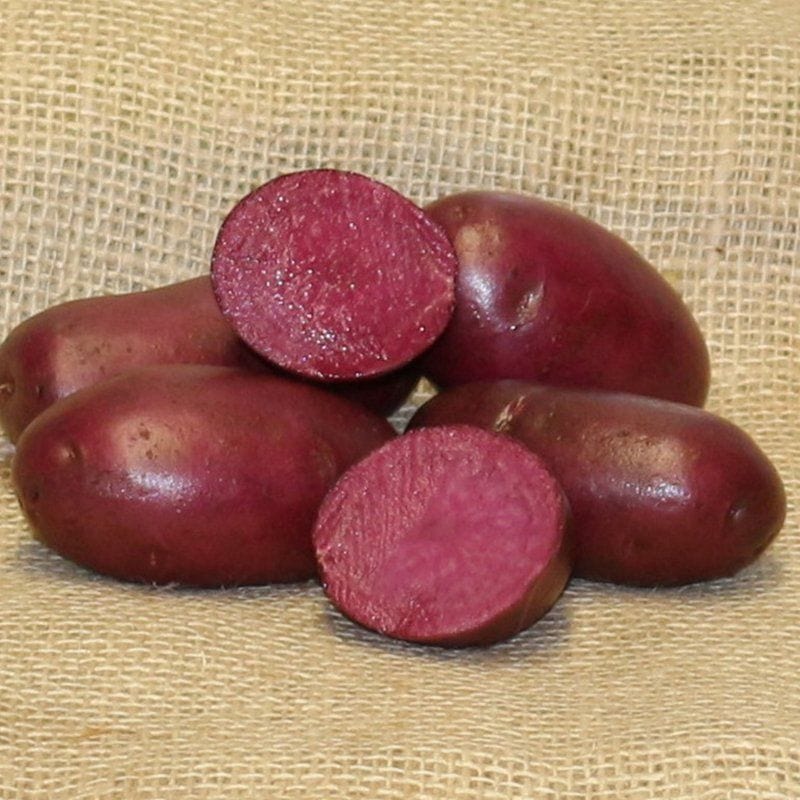 Potato Heidi Red (Maincrop Potato)