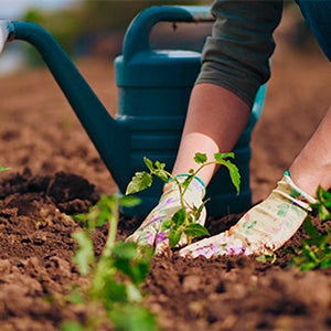 What to do in the garden in Autumn