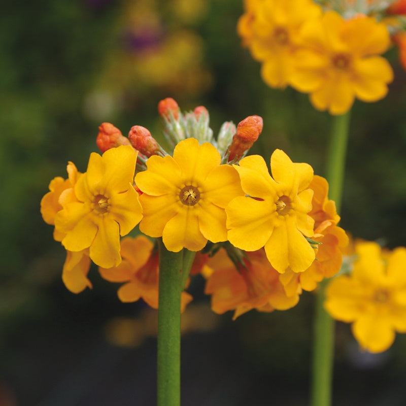 Primula bulleyana Flower Plants