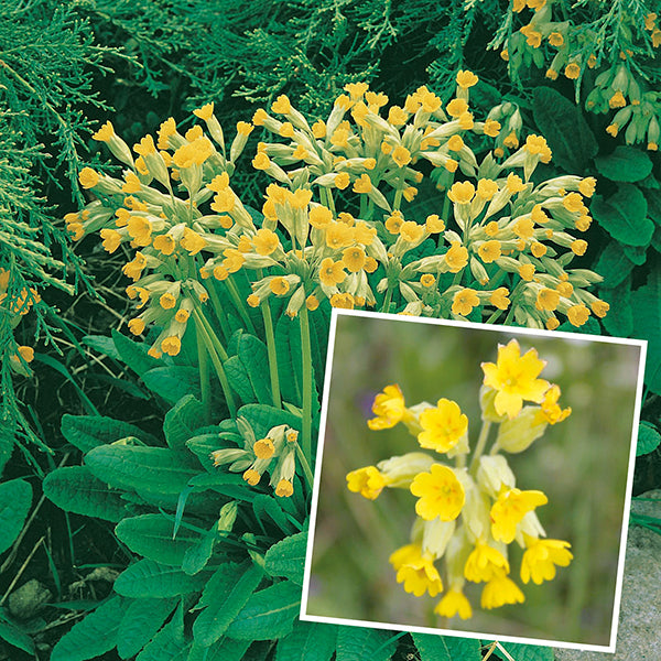 Primula veris Flower Plants