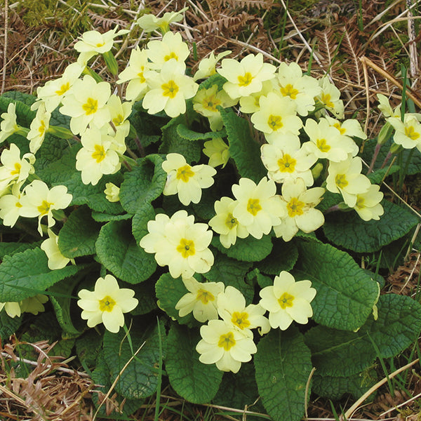 Primula vulgaris Plants