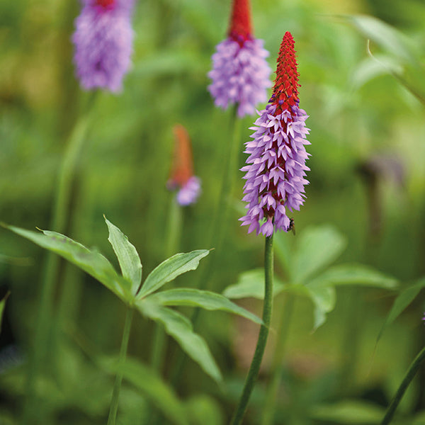 Primula vialii Flower Plants