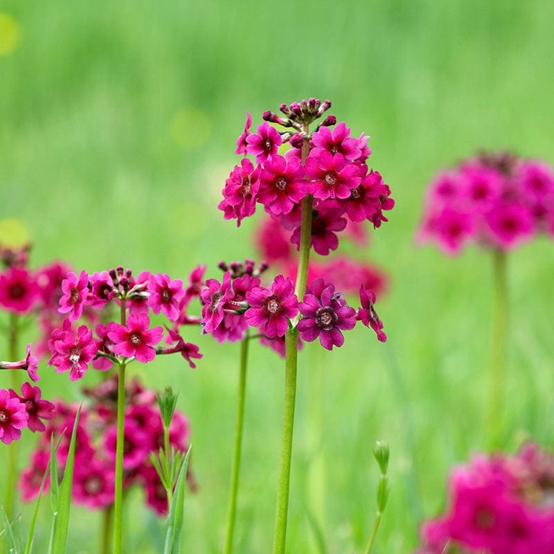 Primula japonica Miller's Crimson Flower Plants