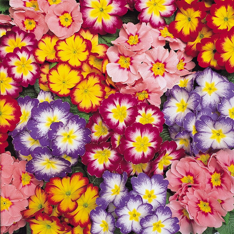 2x 30 garden ready plants Primula Alaska Mix Bicolour Flower Plants