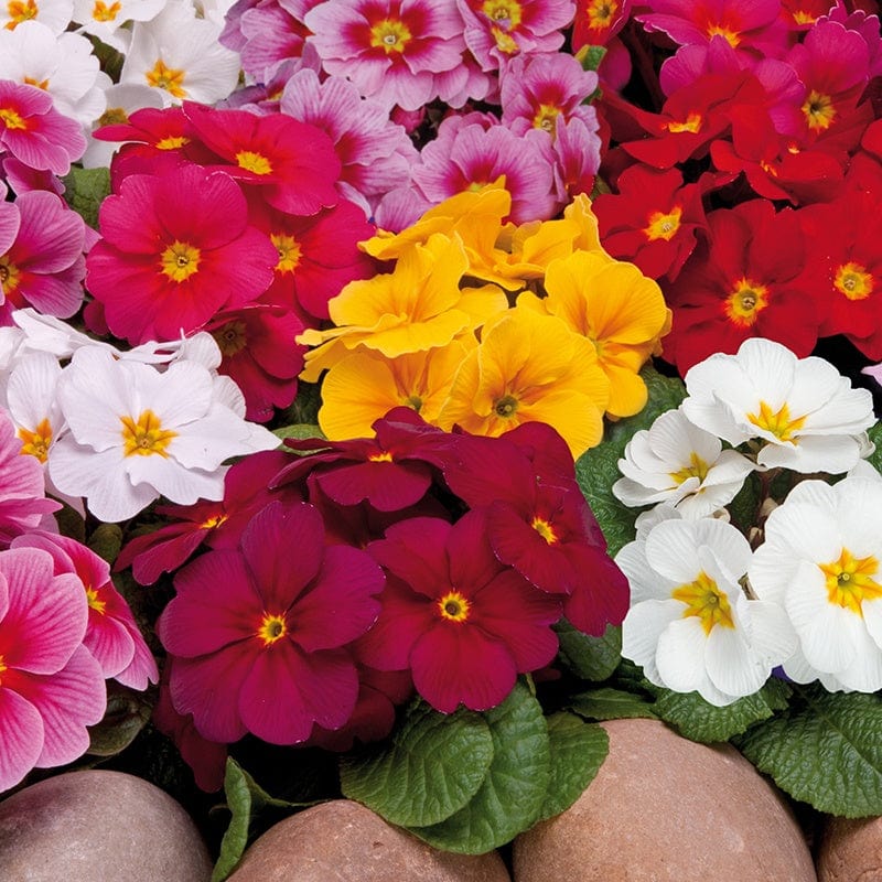 Primula Springtime Mix Primula Plants | Plants | Mr Fothergill's