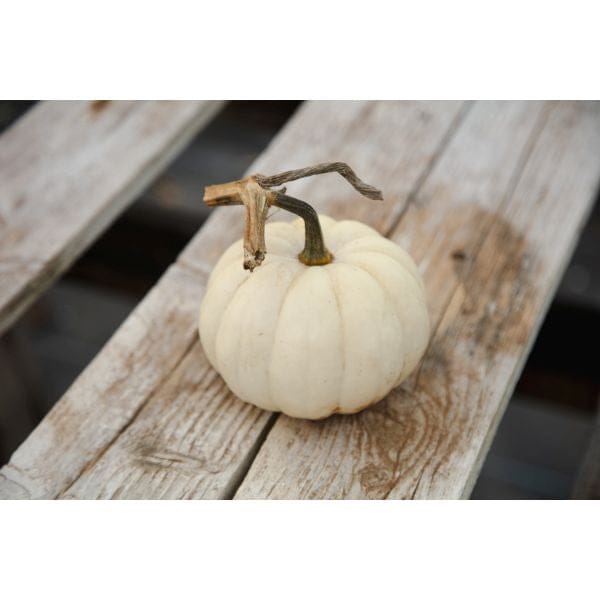 Pumpkin Casperita Flower Plants