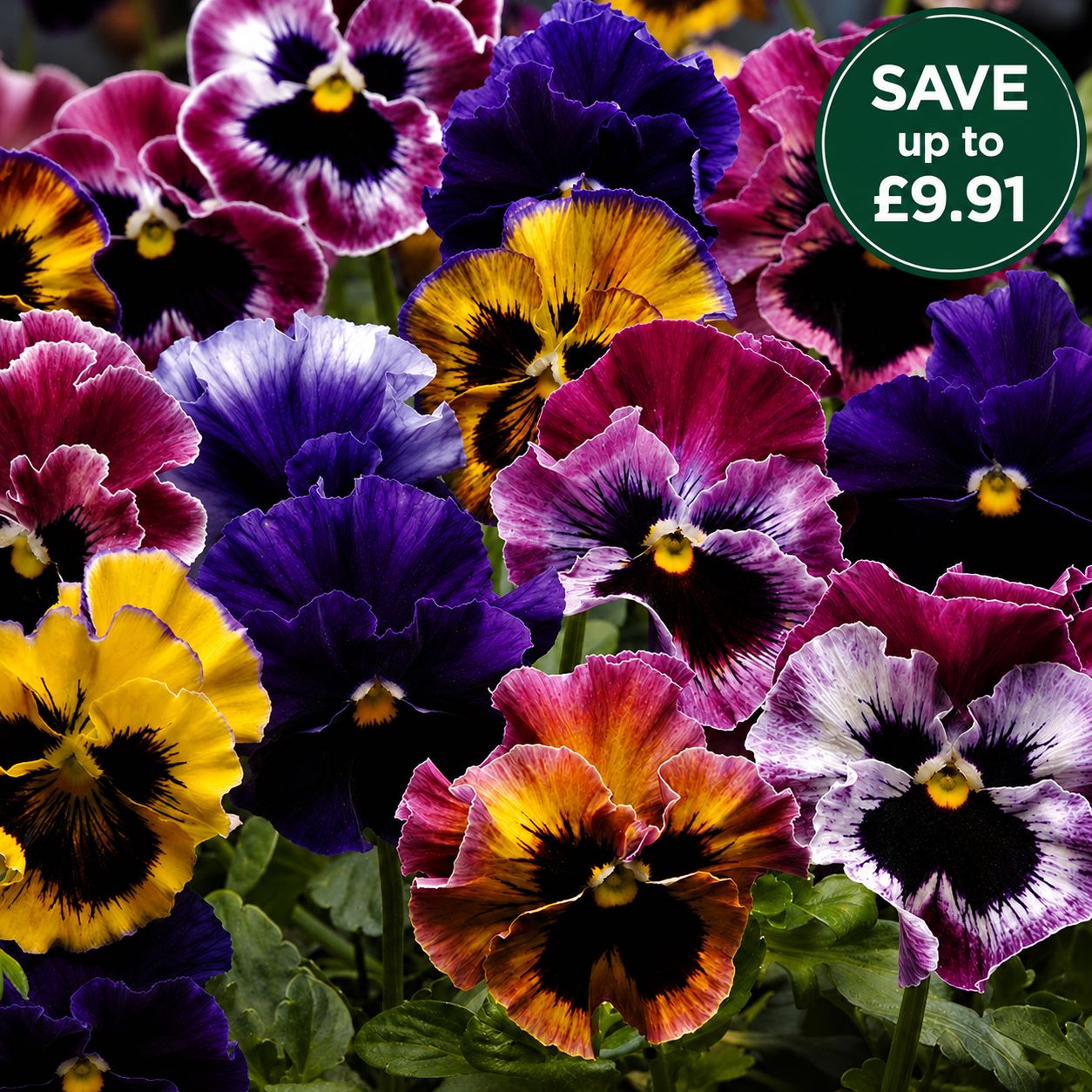Pansy Fizzy Fruit Salad F1 Mixed Flower Plants