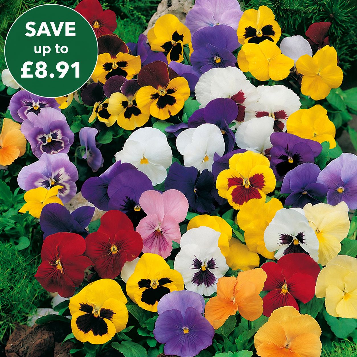Pansy Winter Flowering Mixed F1 Plants
