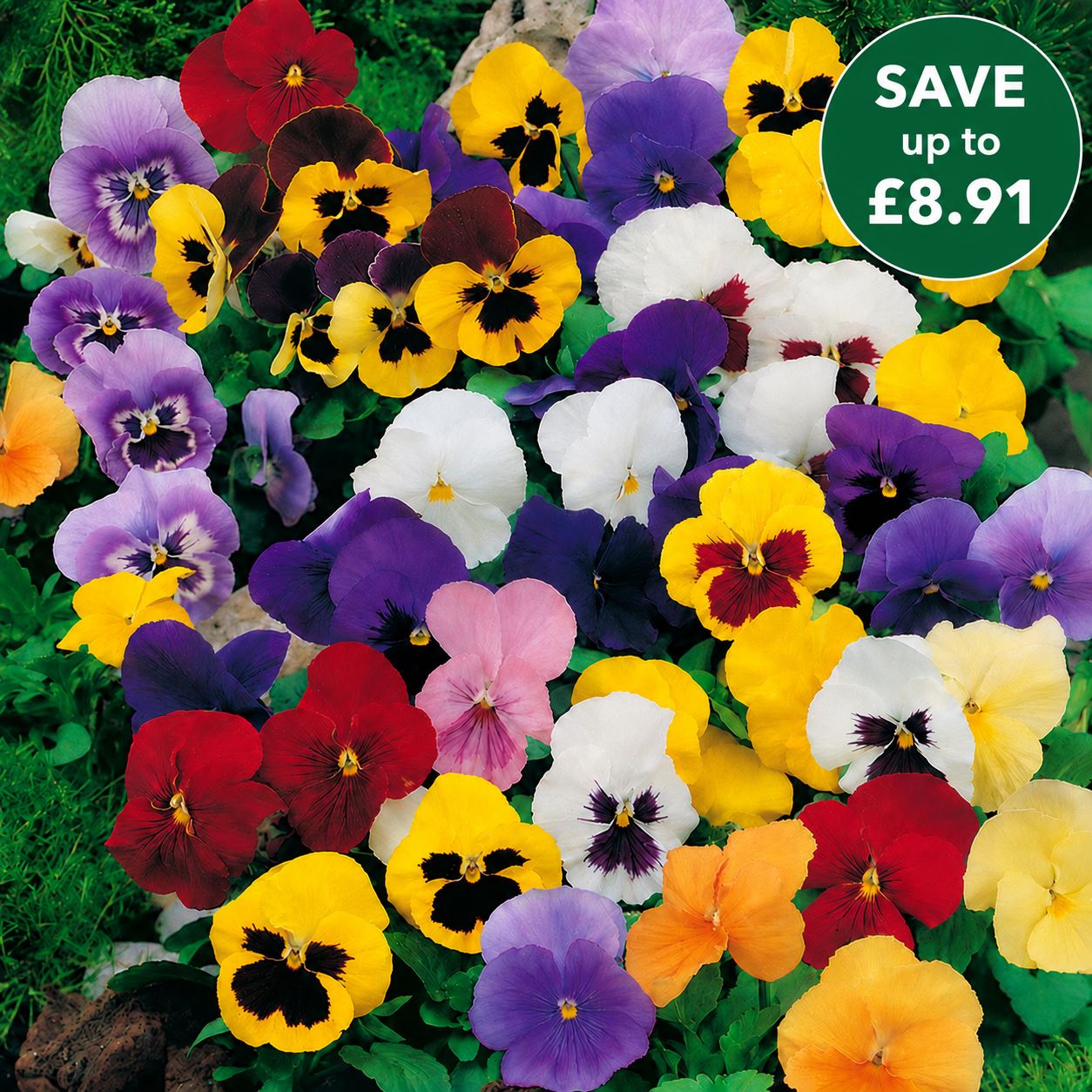 Pansy Winter Flowering Mixed F1 Plants