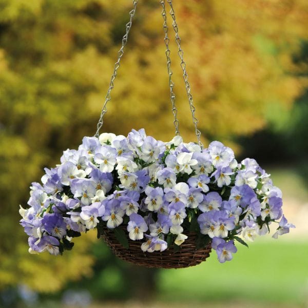 Pansy Cool Wave Frost Garden Ready Bedding Plants