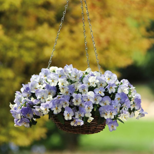 Pansy Cool Wave Frost Garden Ready Bedding Plants
