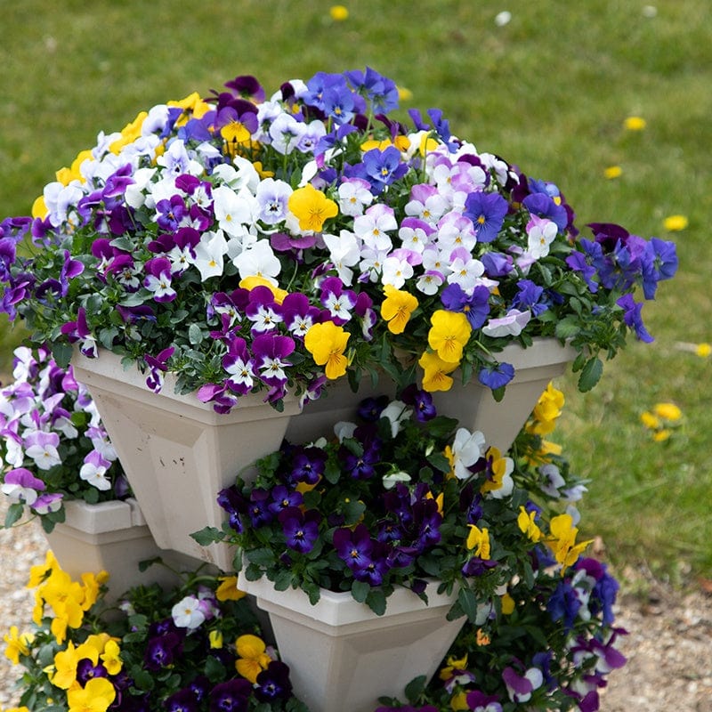 Pansy Freefall Flower Seeds