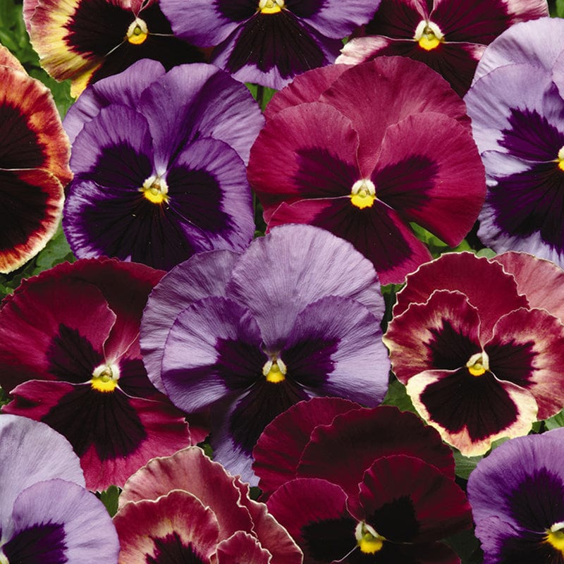 Pansy Matrix Mix Coastal Sunrise UK Flower Plants