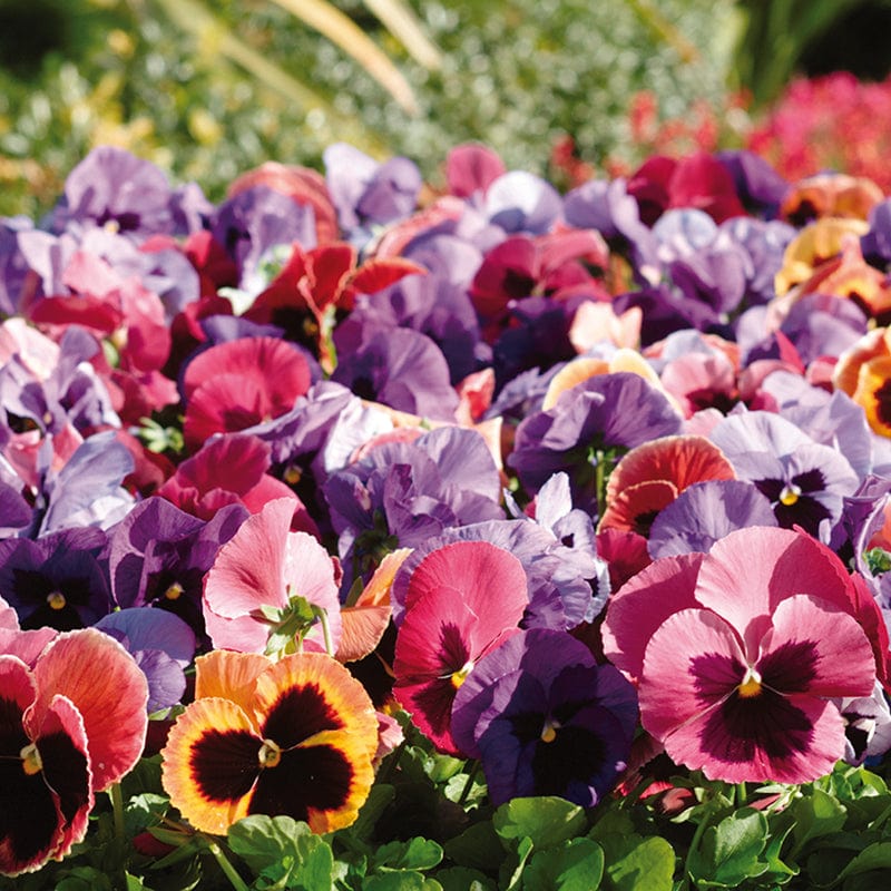 2x 30 garden ready plants Pansy Matrix Mix Coastal Sunrise UK Flower Plants