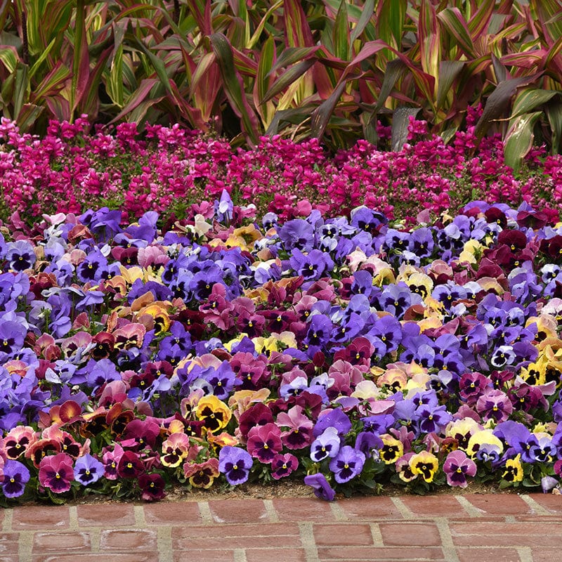 Pansy Matrix Mix Coastal Sunrise UK Flower Plants