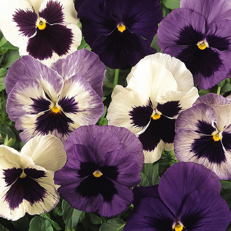 2x 30 garden ready plants Pansy Matrix Mix Ocean Breeze Flower Plants