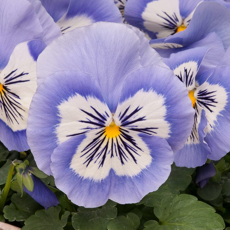 Pansy Mystique Blue Whiskers Flower Plants