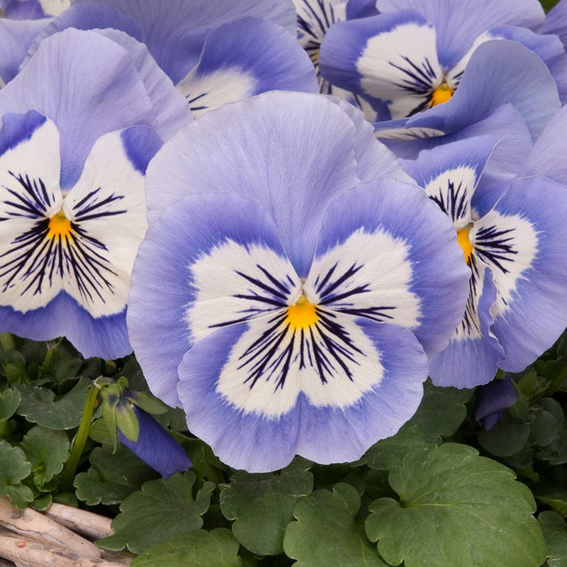 Pansy Mystique Blue Whiskers Flower Plants