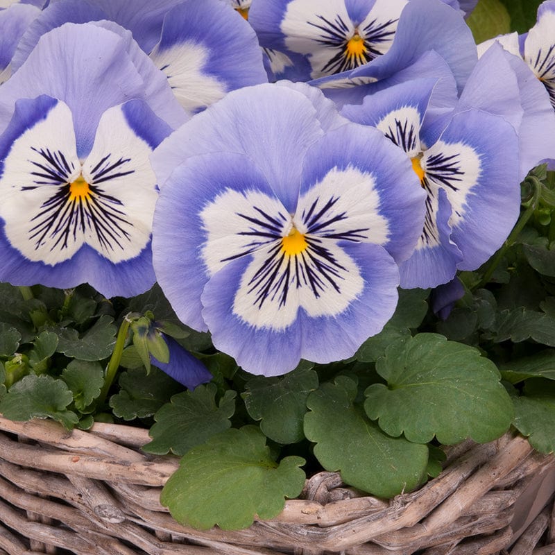 2x 30 garden ready plants Pansy Mystique Blue Whiskers Flower Plants