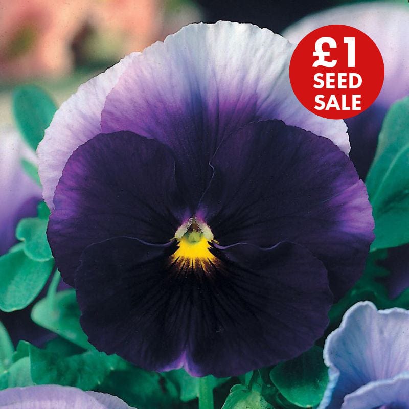 Pansy Beaconsfield Seeds