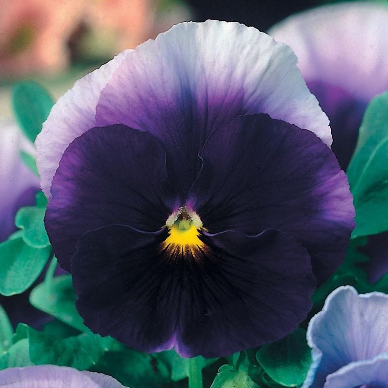 Pansy Beaconsfield Seeds