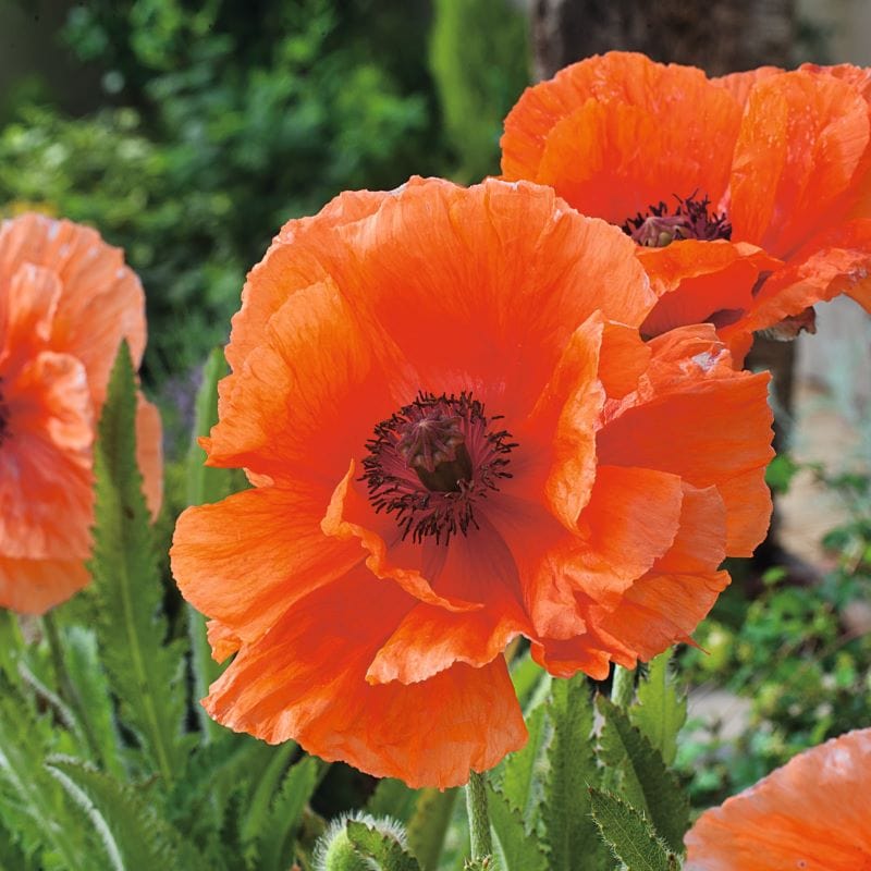 1 x bare root plant Poppy (Papaver orientalis) Harvest Moon