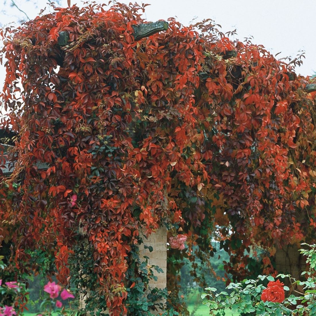 Parthenocissus quinquefolia (Virginia Creeper) Plants