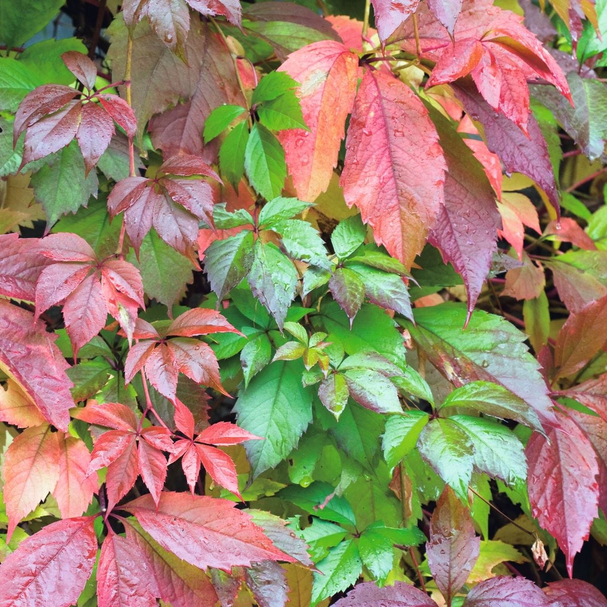 Parthenocissus quinquefolia (Virginia Creeper) Plants