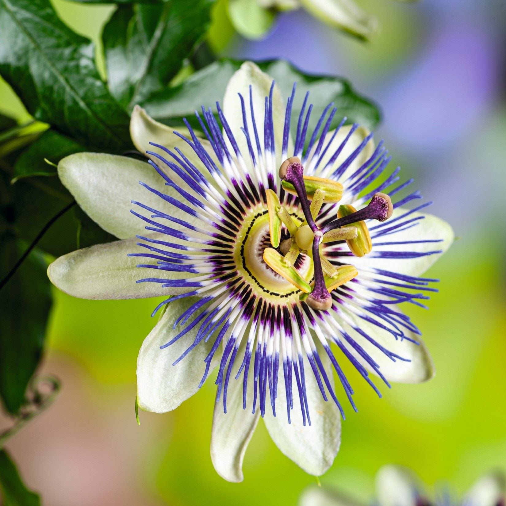 Passiflora caerulea (Blue Passion Flower) Plants from Mr Fothergill's.