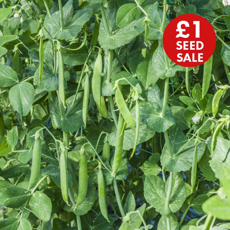 Pea Kudo Seeds