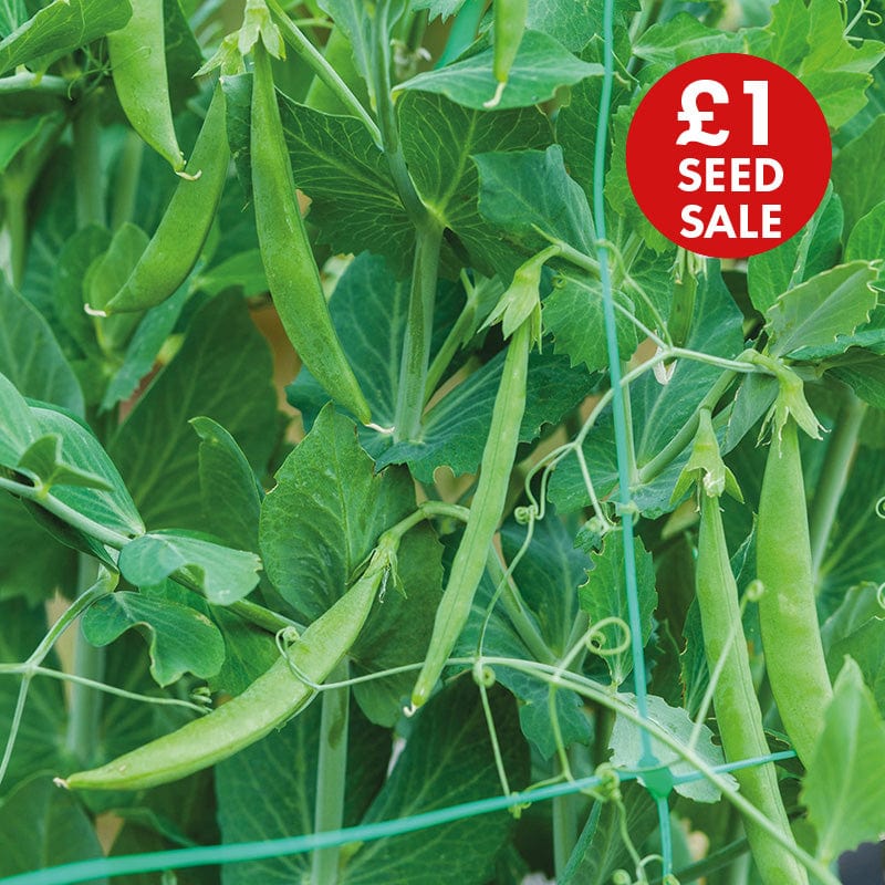 Pea (Snap) Snak Hero Seeds