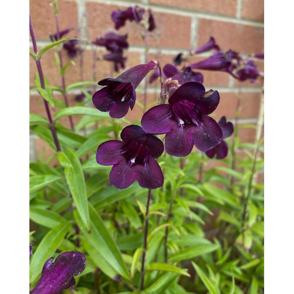 Purple flowers with green leaves against a brick wall background