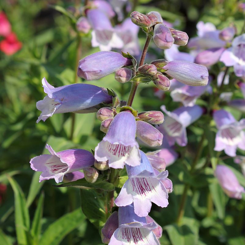 Penstemon Sour Grapes Flower Plants