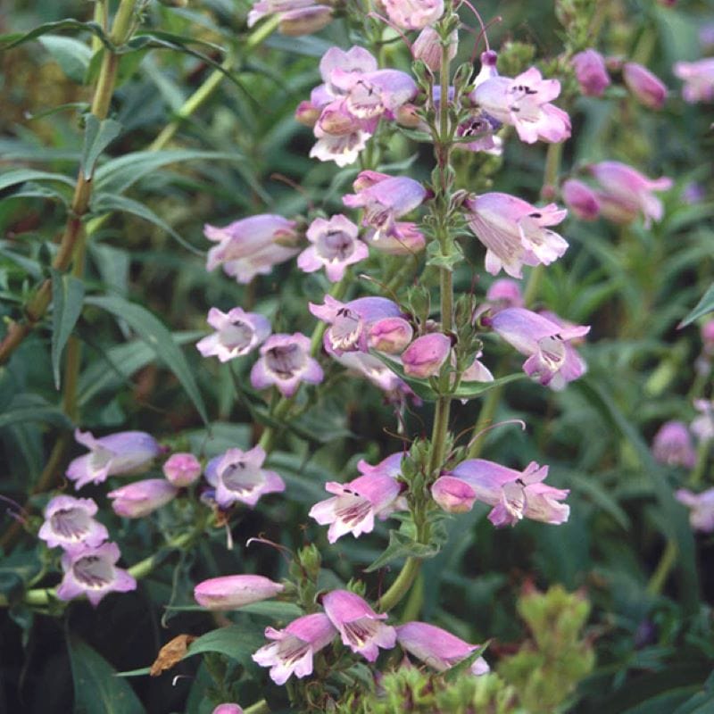 1 Potted 9cm Plant Penstemon Sour Grapes Flower Plants