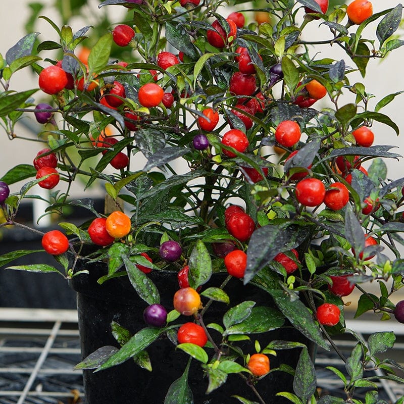 Pepper (Chilli) Odyssey Vegetable Seeds