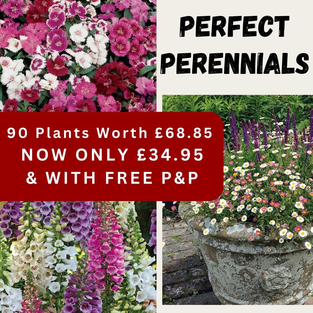 Perfect Perennials