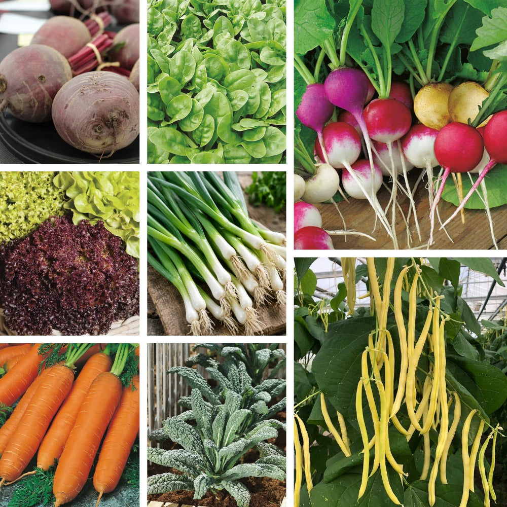 Perfect for a Raised Bed Collection