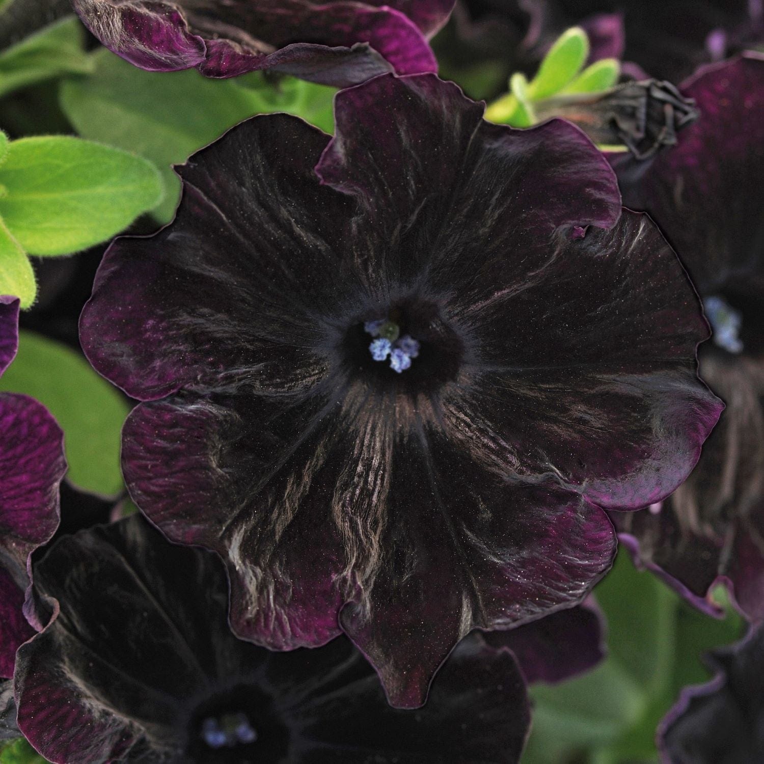 Petunia Black Velvet Plants