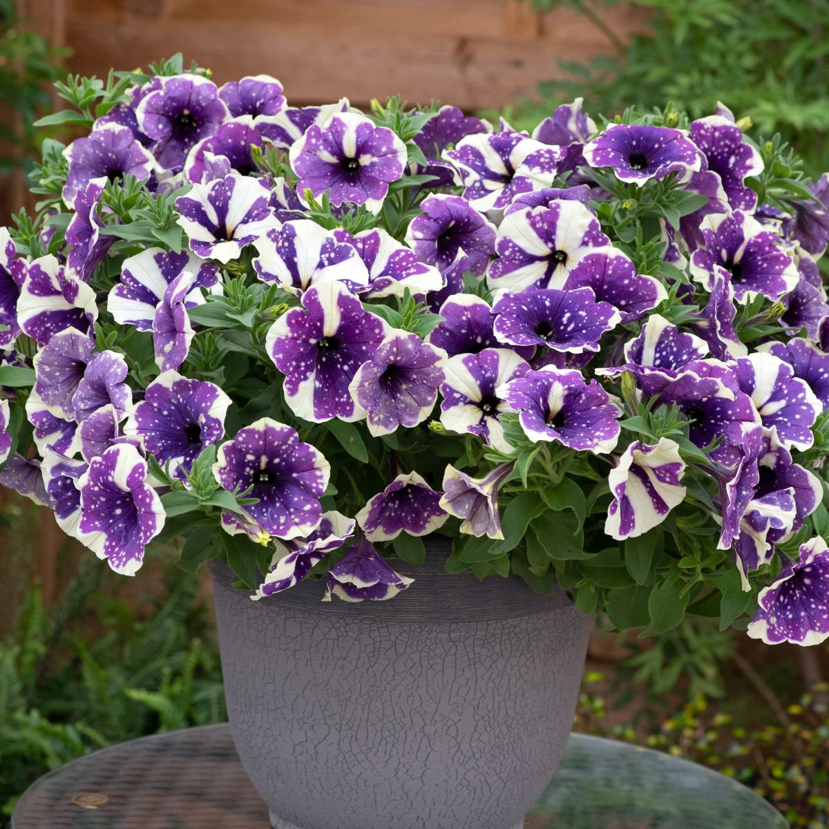 Potted plant with purple and white flowers in a garden setting
