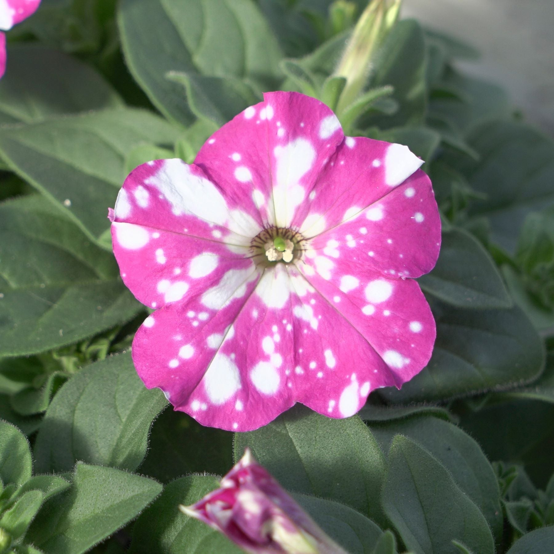 Pink and white spotted flower with green leaves