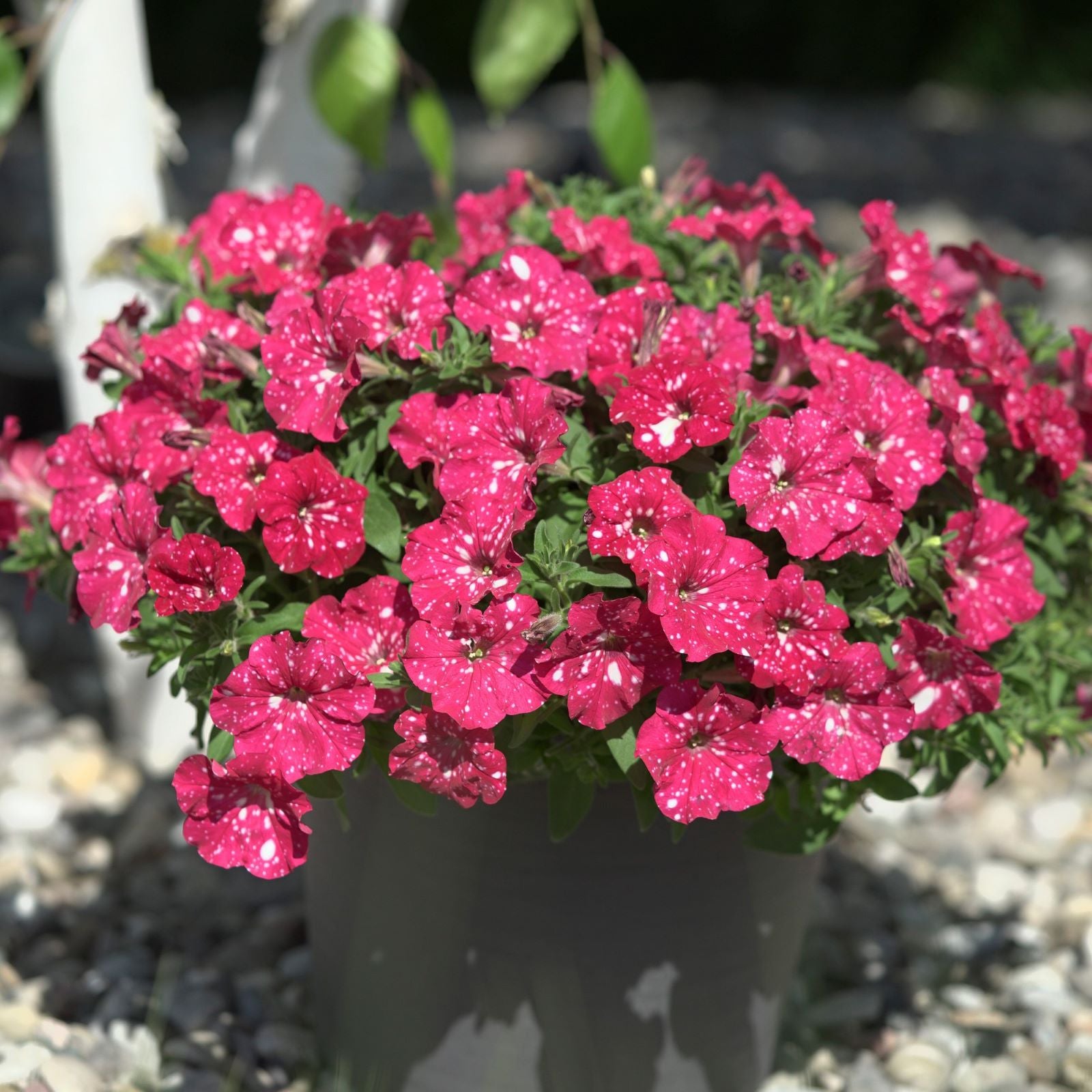 Potted plant with bright pink flowers on a blurred background