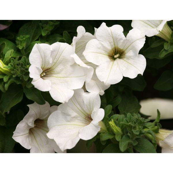 Petunia Surfinia Lime White Flower Plants