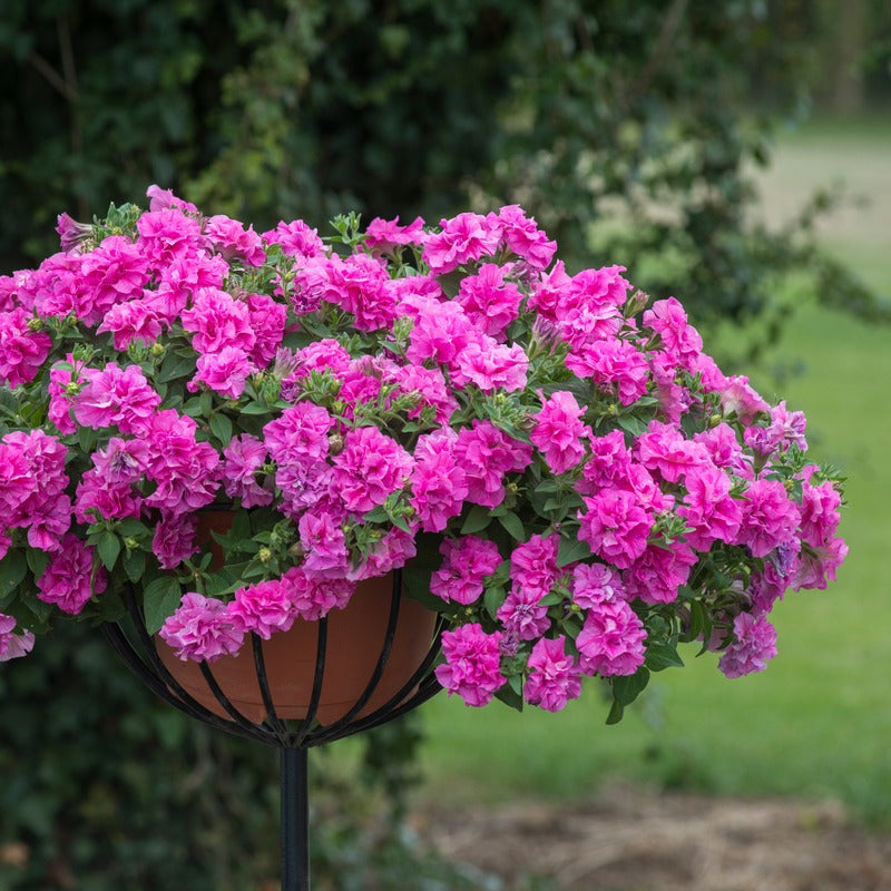 Petunia Tumbelina Candy Floss Flower Plants