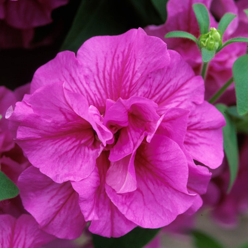 Petunia Tumbelina Candy Floss Flower Plants