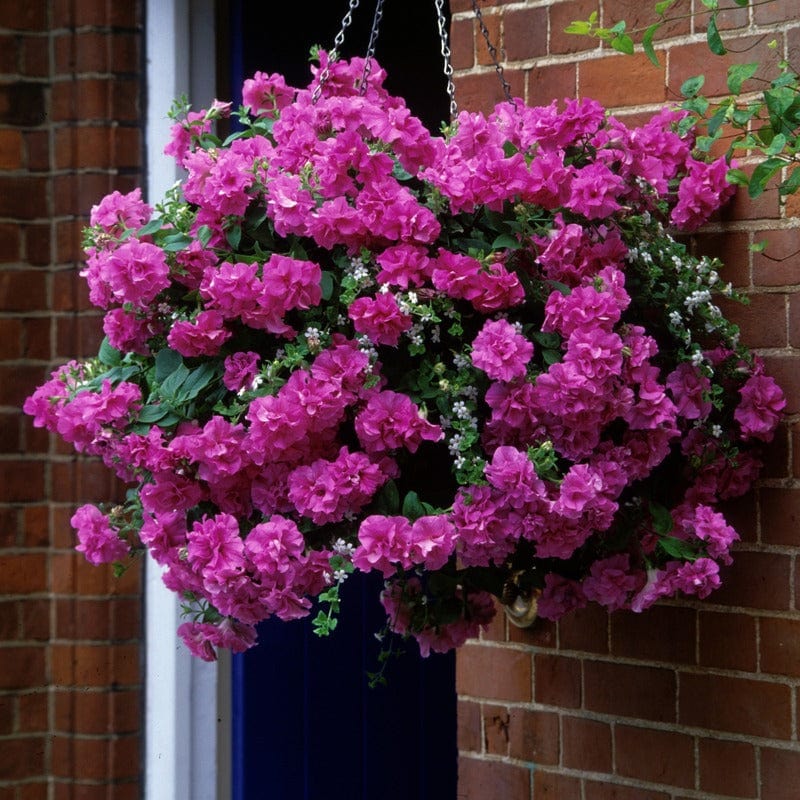 Petunia Tumbelina Collection Plants