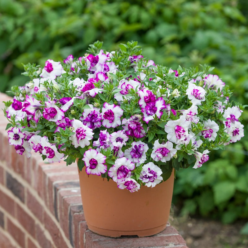 Petunia Tumbelina Nicola Flower Plants